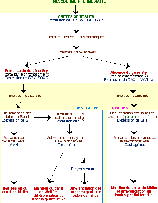 La Mise En Place De Lappareil Génital Chez Lêtre Humain Planet Vie